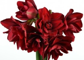 hippeastrum Amarantia (1)